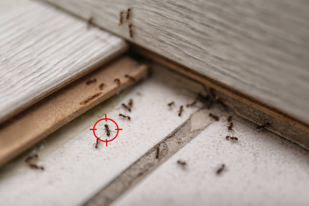 Best Rodent Control Near Me  in Lansing, IL