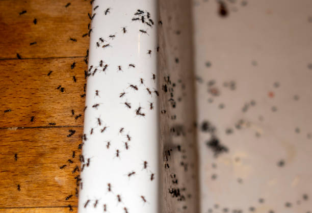 Best Pest Removal Services  in Lansing, IL