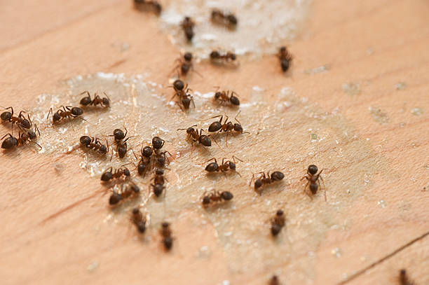 Best Wasp Removal Services  in Lansing, IL