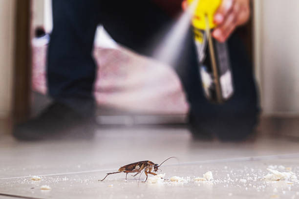 Best Spider Control Near Me  in Lansing, IL